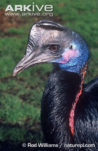 Illustration for article titled Flightless Friday - Casuarius bennetti Edition